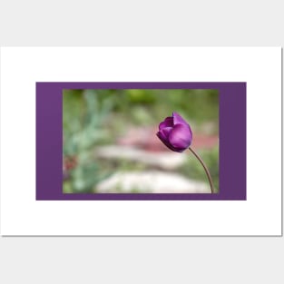 Not afraid to be alone, purple tulip flower altered photography Posters and Art